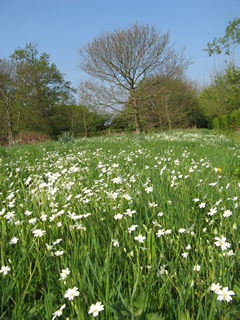 Stitchwort - Spring 2011 Stitchwort - Spring 2011