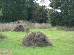 Hayricks from the scythed hay cut in 2010 Hayricks from the scythed hay cut in 2010