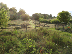 The meadow The meadow